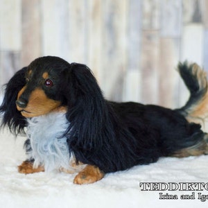 May include: A black and brown plush dachshund dog toy with white fur on its chest. The toy is lying on a white surface.