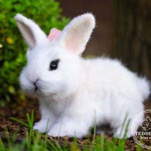 K&ouml;nnte beinhalten: Ein wei&szlig;es, flauschiges Kaninchen mit rosa Ohren und einer rosa Schleife sitzt in einem Bett aus gr&uuml;nem Gras und braunem Mulch. Das Kaninchen hat schwarze Augen und eine rosa Nase.
