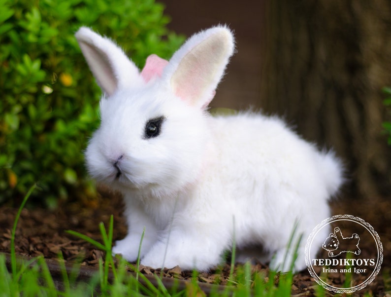 K&ouml;nnte beinhalten: Ein wei&szlig;es, flauschiges Kaninchen mit rosa Ohren und einer rosa Schleife sitzt in einem Bett aus gr&uuml;nem Gras und braunem Mulch. Das Kaninchen hat schwarze Augen und eine rosa Nase.