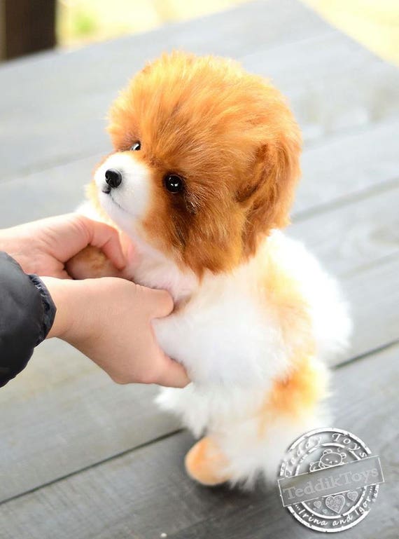 Chinesischer Teddy Hund