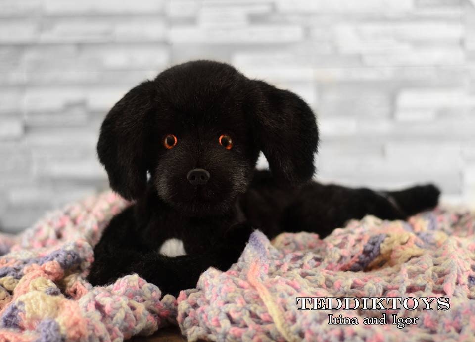 black lab teddy