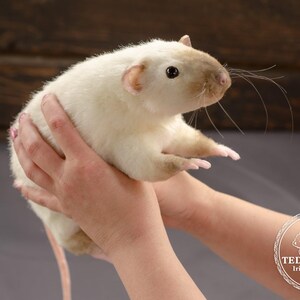 Pu&ograve; includere: Un ratto bianco e marrone con zampe rosa viene tenuto da una persona. Il ratto ha una lunga coda e guarda a destra. Il ratto viene tenuto nel palmo della mano della persona. Il braccio della persona &egrave; teso davanti a lei. Il ratto viene tenuto con delicatezza. Lo sfondo &egrave; una superficie di legno marrone.
