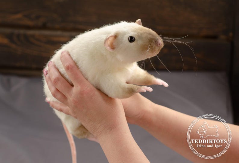 Pu&ograve; includere: Un ratto bianco e marrone con zampe rosa viene tenuto da una persona. Il ratto ha una lunga coda e guarda a destra. Il ratto viene tenuto nel palmo della mano della persona. Il braccio della persona &egrave; teso davanti a lei. Il ratto viene tenuto con delicatezza. Lo sfondo &egrave; una superficie di legno marrone.