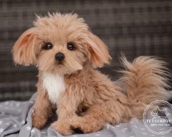 Cachorro Maltipoo realista, juguete de peluche hecho a mano coleccionable, retrato de mascota de foto de artista canino (hecho a medida)