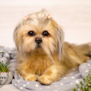 Peluche Shih Tzu realista: Retrato de mascota personalizado
