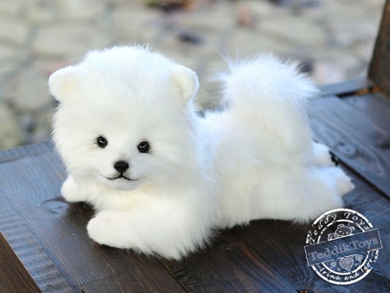 toy spitz dog