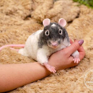 Pu&ograve; includere: Un giocattolo di peluche a forma di ratto con corpo bianco, testa nera e coda rosa. Il ratto &egrave; seduto sulla mano di una persona, con la testa inclinata di lato e gli occhi che guardano la fotocamera.