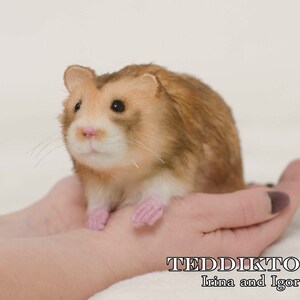 May include: A small, brown and white hamster with pink paws sits in the palm of a person's hand. The hamster is looking to the left of the image. The background is a light beige color. The text "TEDDIKTOYS Irina and Igor" is at the bottom of the image.