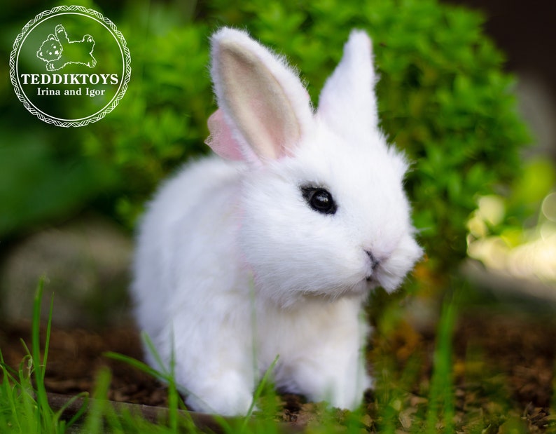 K&ouml;nnte beinhalten: Ein wei&szlig;es, flauschiges Kaninchen mit langen Ohren sitzt in einem Bett aus gr&uuml;nem Gras. Das Kaninchen hat schwarze Augen und eine rosa Nase.