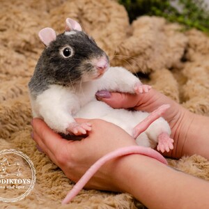 Pu&ograve; includere: Un giocattolo di peluche a forma di ratto con pelliccia bianca e nera, tenuto dalle mani di una persona. Il ratto ha una coda rosa e si trova su una superficie pelosa marrone.