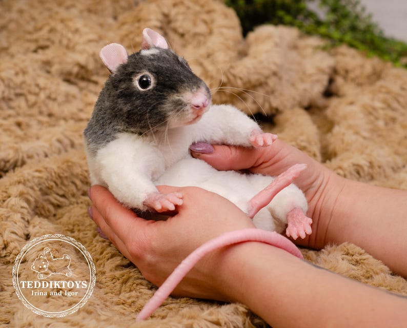 Pu&ograve; includere: Un giocattolo di peluche a forma di ratto con pelliccia bianca e nera, tenuto dalle mani di una persona. Il ratto ha una coda rosa e si trova su una superficie pelosa marrone.