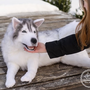 Op de afbeelding: Een witte en grijze husky met blauwe ogen ligt op een houten oppervlak. Een persoon aait de kop van de hond. De hond kijkt de persoon aan met een gelukkige uitdrukking. De afbeelding is vanuit een hoge hoek genomen.