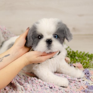 Handmade Shih Tzu Puppy Plush Toy: Realistic Pet Portrait Dog (Made to Order)