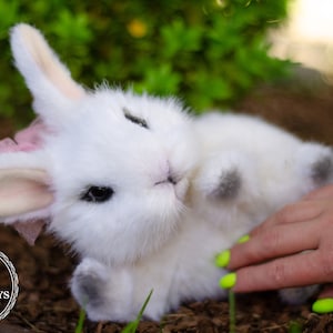 Bunny (made to order), stuffed animal, handmade toy, soft toy