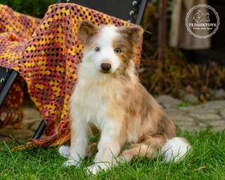 Sottobicchiere Con Border Collie – Regalo Divertente Per Amanti Dei Cani Da Pastore – 9.5x9.5 Cm