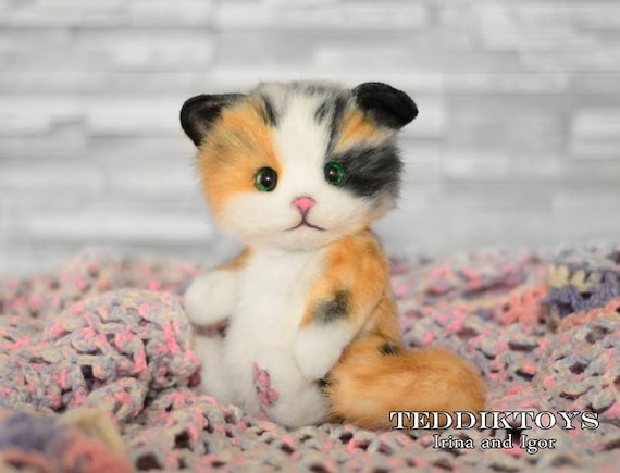 teddy kitten
