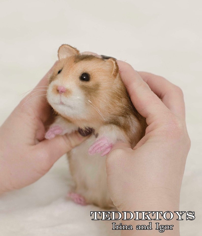 May include: A small, brown and white hamster with pink paws is being held in two hands. The hamster is looking up at the camera. The text "TEDDIKTOYS Irina and Igor" is at the bottom of the image.