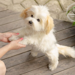 Handmade Shih Tzu Plush: Realistic Collectible Teddy Dog Portrait (Made to Order)