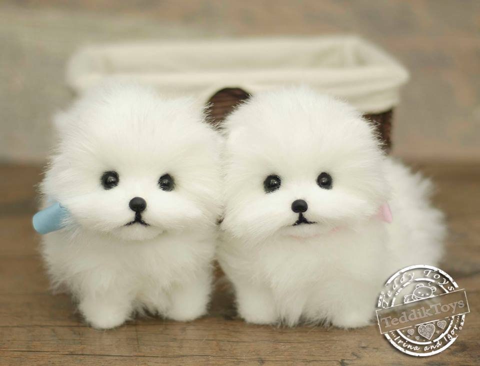 オーダーメイドのスピッツの子犬：コレクター向けポメラニアンの