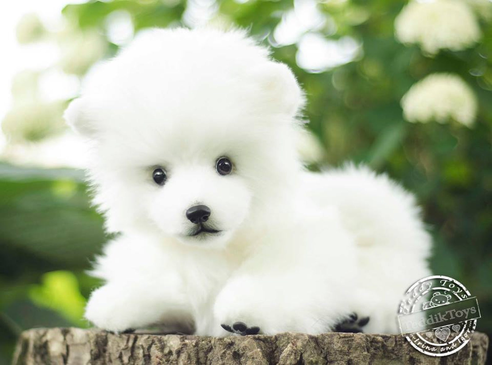 Chiot Spitz fabrication à la commande peluche chien petit Etsy