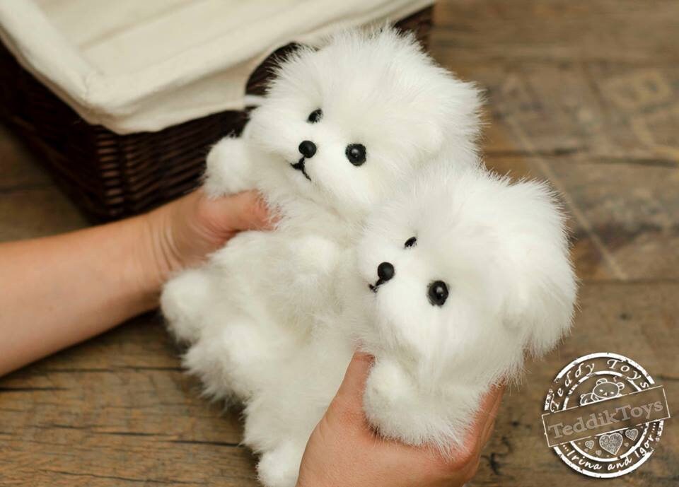 オーダーメイドのスピッツの子犬：コレクター向けポメラニアンの