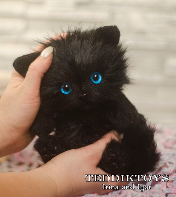 cat teddy