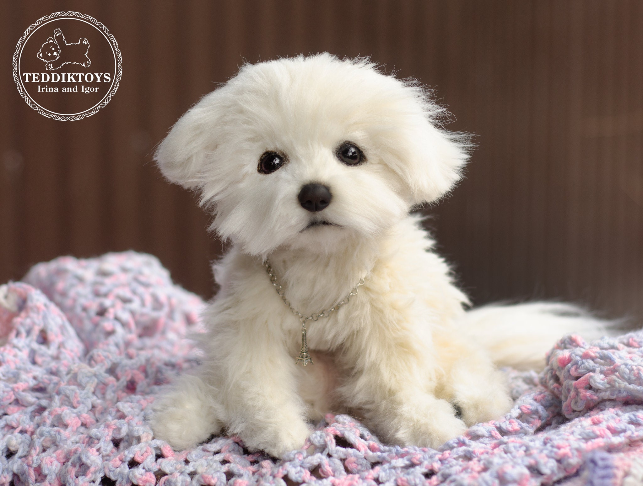 Bichon Buy Teacup Maltese Bichon Maltese Rescue Toy Maltese For
