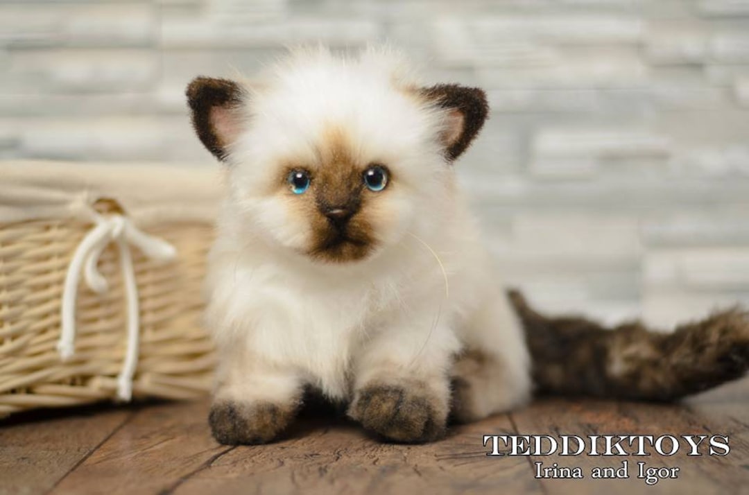 Handmade Kitten Asik Teddy: Posable Plush Cat Art Doll - Etsy