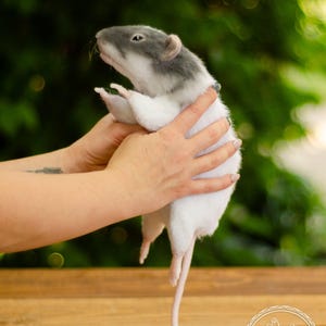 Ratti di peluche realistici fatti a mano - Animali di peluche personalizzati con parti in silicone immagine 1