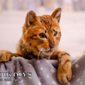 May include: A close-up of a realistic plush toy cat with orange and brown fur. The cat is lying on a gray blanket with white stars. The text "TEDDIKTOYS Irina and Igor" is visible in the bottom left corner of the image.