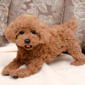 Peut inclure: Un petit caniche brun avec une fourrure bouclée est allongé sur une couverture blanche et moelleuse. Le chien a une expression espiègle sur son visage.