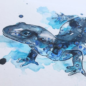 Blaupunktsalamander