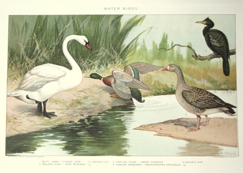 Water Bird Zoological Chromolithograph from the 1905 International Encyclopaedia