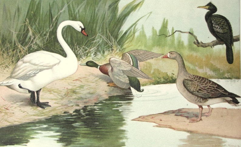 Water Bird Zoological Chromolithograph from the 1905 International Encyclopaedia