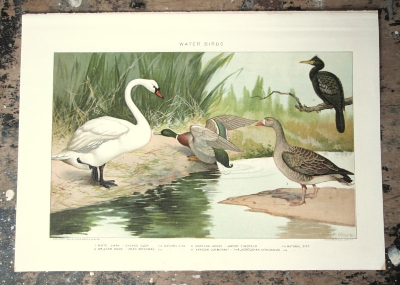 Water Bird Zoological Chromolithograph from the 1905 International Encyclopaedia