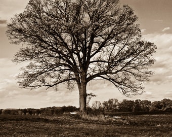 Tree Photograph, Hadley, MA, Tree in a Field, Tree Photo, Landscape Photography, Tree Print, Tree Photograph