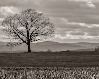 Mill Valley Tree, Hadley, MA, Tree in a Field, Tree Photo, Landscape Photography, Digital Download Tree Photograph