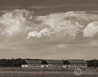 Trio, Tobacco Barns, Country, Rustic, Barn Photo, Barn Photography, Sepia,