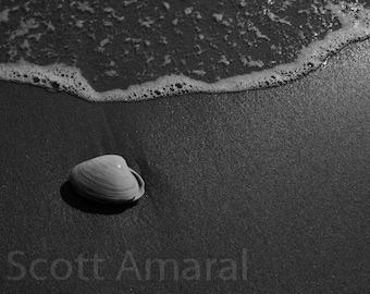 Sea Shell on the Beach Photo Print "Long Beach",, Sea Shell Photo, Black and White, Nautical Photography, Sea Shell Print,