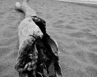 Driftwood, Black & White Photo, Print, Cape Cod, Beach, Coastal