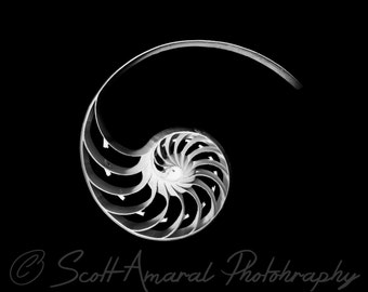 Nautilus Center photo, Sea life wall art print, Black and White still life