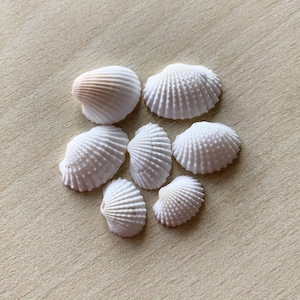 batch of scallop shells