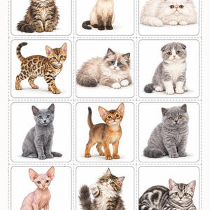 Peut inclure: Une grille de douze panneaux carrés individuels, chacun présentant une race de chaton différente. La collection comprend diverses couleurs et motifs de pelage, tels que tabby, gris uni, blanc, tacheté et sans poils, sur un fond blanc.