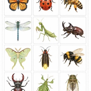 May include: A grid of twelve detailed insect illustrations featuring a monarch butterfly, ladybird, honeybee, dragonfly, praying mantis, rhinoceros beetle, luna moth, firefly, bumblebee, stag beetle, leaf insect, and a cicada on white squares.