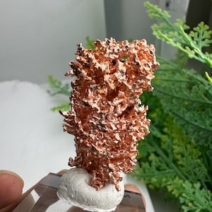 May include: A copper mineral specimen with a textured, coral-like appearance. The reddish-brown mineral sits atop a white base, mounted on a clear, rectangular stand. The specimen is displayed against a backdrop of green foliage.