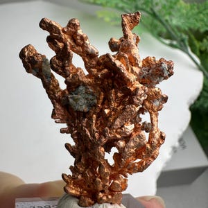 May include: A copper mineral specimen with a complex, branching structure. The mineral has a rich, reddish-brown colour with areas of lighter, almost golden hues. It sits atop a small, white, rounded base, showcasing its natural form.