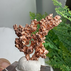 May include: A natural copper specimen with a textured, branching structure. The copper has a rich, reddish-brown colour and is mounted on a small, white base. The base is attached to a clear, rectangular stand. Green foliage is visible in the background.