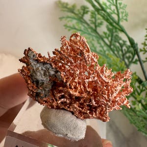 May include: A specimen of native copper featuring a metallic, reddish-brown, branching crystalline structure attached to a grey rock base. The mineral is mounted on a clear acrylic block with a label that reads Native Copper Australia.