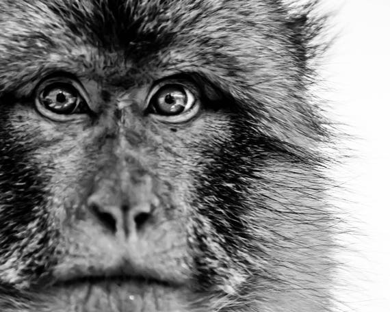 monkey print various sizes