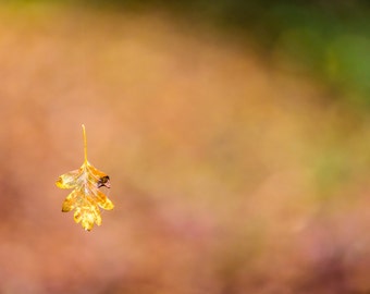 Falling leaf photo wall decor, Minimalist wall art, fall colors fine art photograph, autumn leaf,